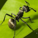 The Ants: Underground Kingdom Mod Apk
