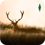 Elixir Deer Running Pro Mod Game Apk